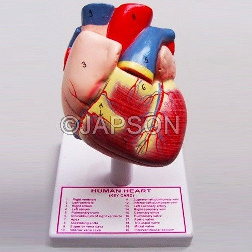 Human Heart Human Heart